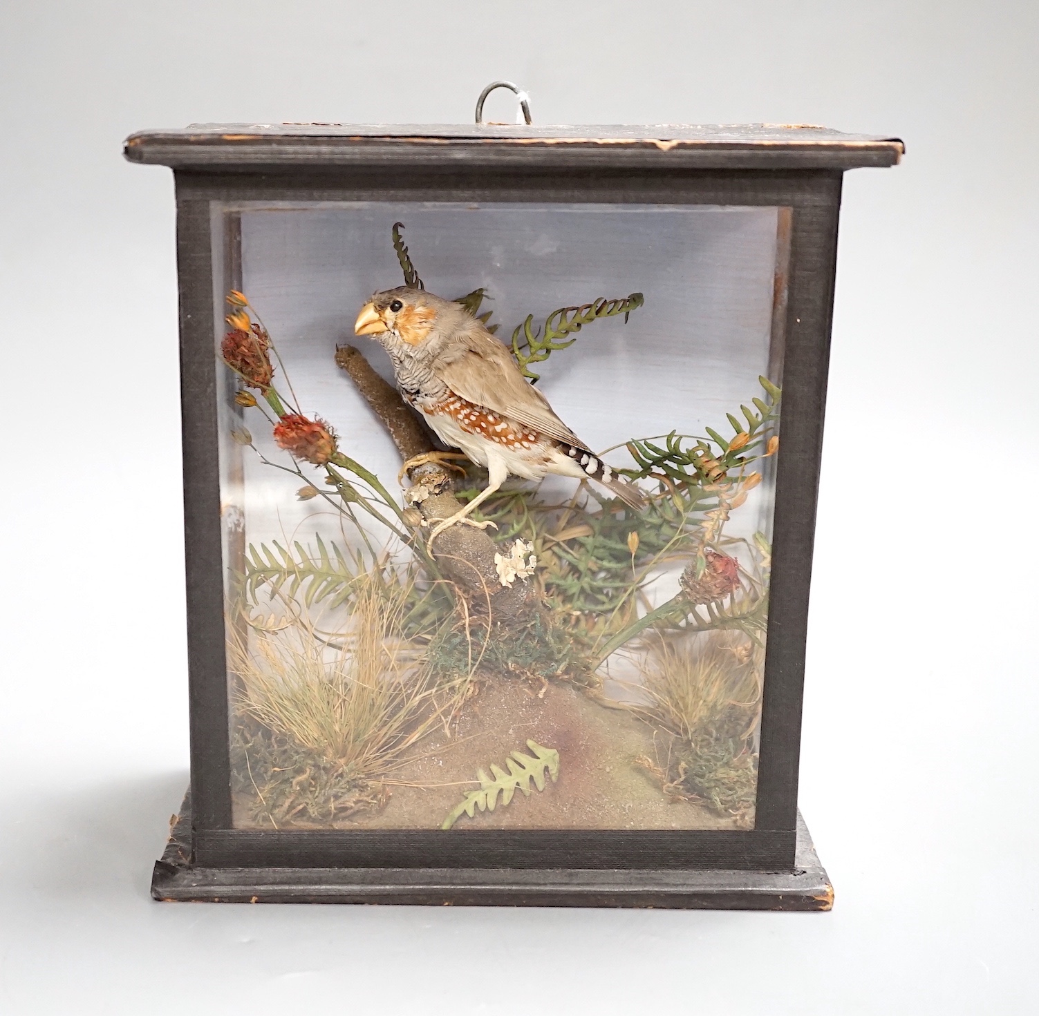 A late 19th/early 20th century taxidermy zebra finch in glazed wooden case - 19cm